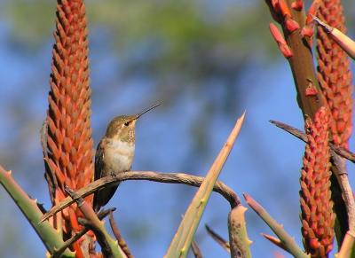 allens_hummers__la_arboretum