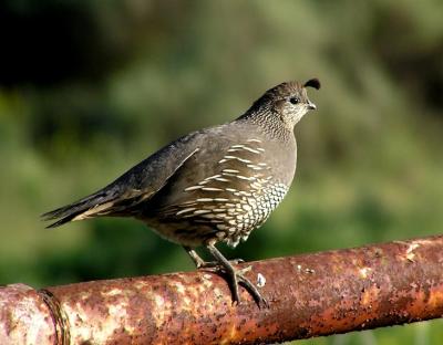 ca quail female.jpg