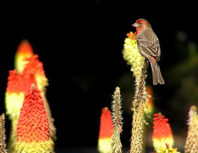 finches_on_red_hot_pokers