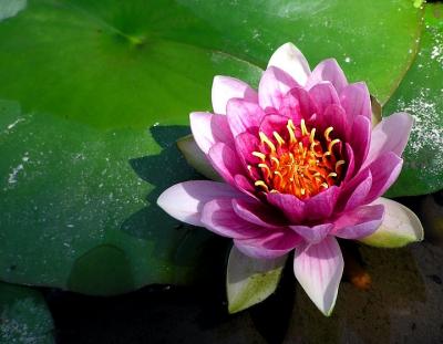 u15/lesliej/medium/41911906.lotusflower.jpg