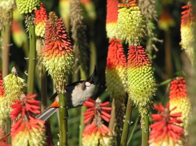 u15/lesliej/medium/41911907.redwhiskeredbulbul.jpg
