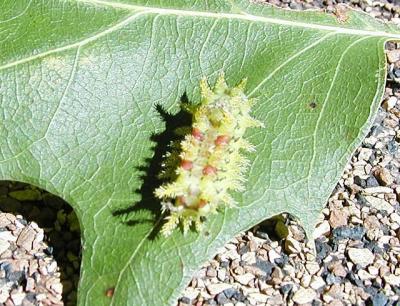 probable Spiny Oak slug moth pupa (Euclea delphinii)