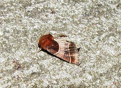 Arc Lined Flower Moth (Schinia arcigera)