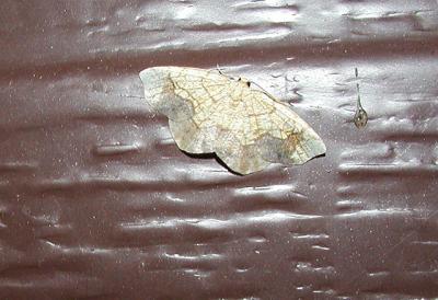 Horned Spanworm Moth (Nematocampa limbata) [Geometridae , Ennominae]