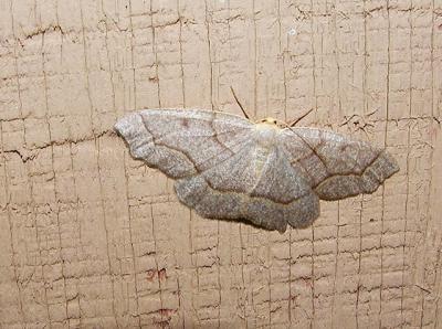 Hemlock Looper Moth (Lambdina fiscellaria)