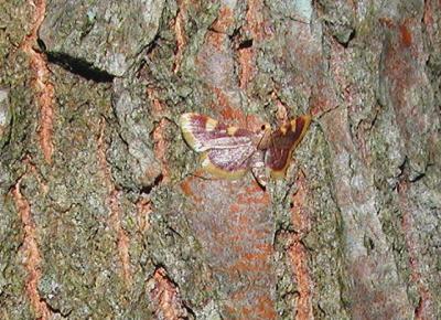 Clover hayworm moth (Hypsopygia costalis)