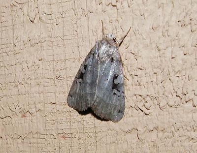 Knee-joint Dart (Trichosilia geniculata)