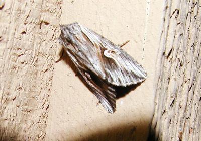 Grey Half Spot (Nedra ramosula)