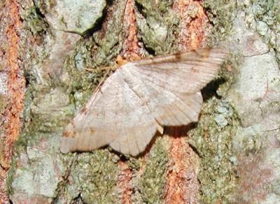 Red Headed Inchworm Moth (Semiothisa bisignata)