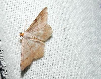 Red Headed Inchworm Moth (Semiothisa bisignata) [Geometridae , Ennominae