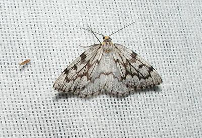 False Hemlock Looper Moth (Nepytia canosaria)