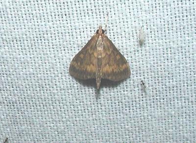 European Corn borer Moth (Ostrinia nubilalis)