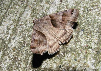Forage Looper Moth (Caenurgina erechtea) [Noctuidae , Catocalinae]
