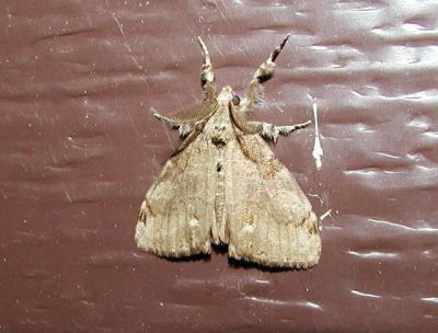 White Marked Tussock Moth (Orgyia leucostigma) [Lymantriidae , Orgyiinae]