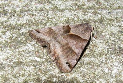 Forage Looper Moth (Caenurgina erechtea)