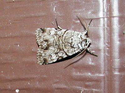 Fringe-tree Sallow Moth (Adita chionanthi )