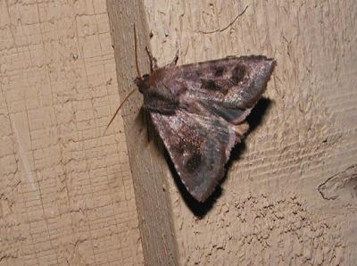 Bronzed Cutworm Moth (Nephelodes minians) [Noctuidae, Hadeninae]