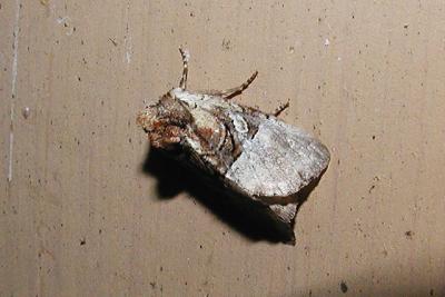 Black Banded Brocade (Oligia modica)