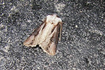 Venerable Dart (Agrotis venerabilis)