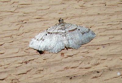 Bent-line Carpet (Orthonama centrostrigaria) male
