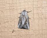 Grey Half Spot (Nedra ramosula) [Noctuidae , Amphipyrinae ,  Apameini]