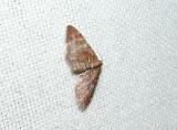 The Gem (Orthonama obstipata)