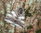 White Underwing (Catocala relicta)