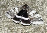 White Underwing (Catocala relicta)