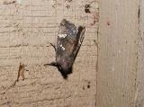 Ironweed Borer Moth (Papaipema cerussata)