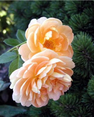 Peach Roses Pine 564