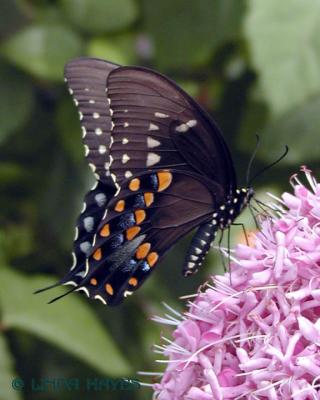 Black Swallowtail 602
