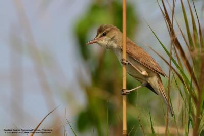 Clamorous Reed-Warbler 

Scientific name - Acrocephalus stentoreus 

Habitat - Uncommon, in tall grass, bamboo thickets in open country, and in reed beds where it sings from cover. 

[Sigma 300-800 DG]
