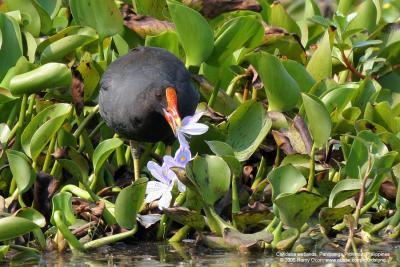 Common Moorhen 

Scientific name - Gallinula chloropus 

Habitat - Marshes and ponds. 

[350D + Sigma 300-800 DG] 
