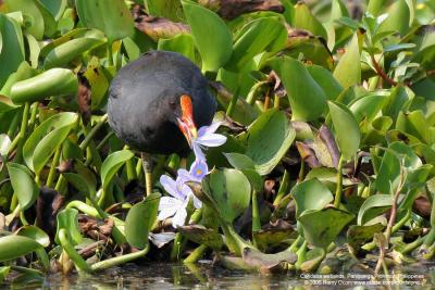 Common Moorhen 

Scientific name - Gallinula chloropus 

Habitat - Marshes and ponds. 

[350D + Sigma 300-800 DG] 
