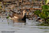 Candaba Moorhens with the 350D + Sigma 300-800 DG