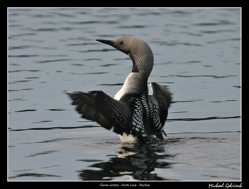 Arctic Loon, Bors