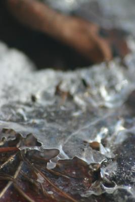 leaf-and-ice