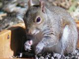 Squirrel in feeder box Oly D-40 and spotting scope