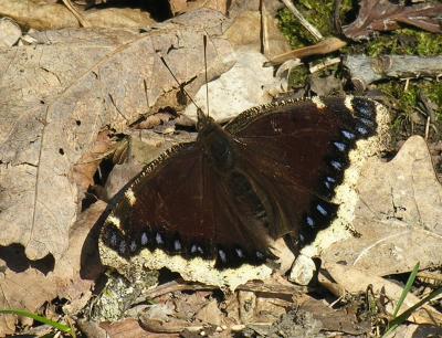 Morning Cloak 6558.jpg