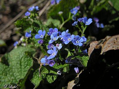 Forget me nots 7073.jpg