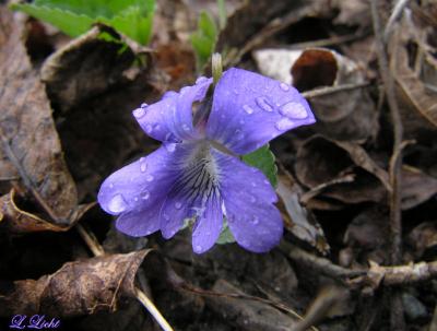 Rainy day Violet 203.jpg