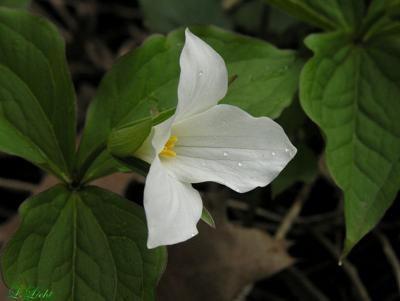 White Trillium and ranindrops 192.jpg