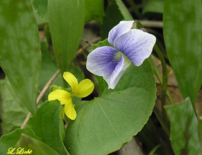 Colors of Spring  134.jpg