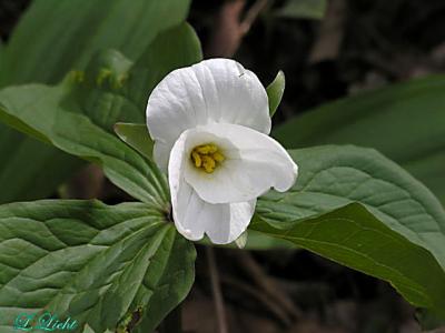 White Trillium 195.jpg
