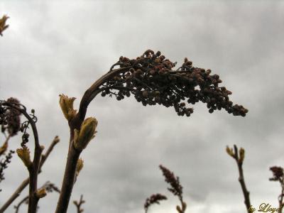 The Old and the New Sumac 004.jpg