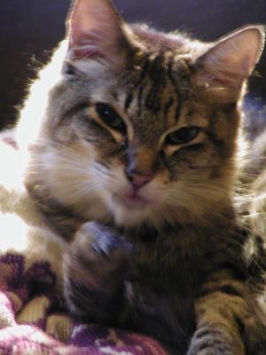 kitty