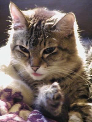 kitty