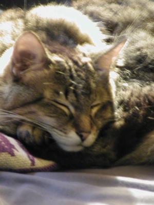 kitty