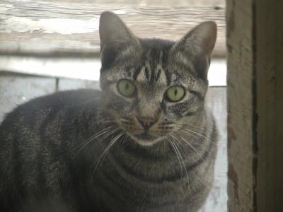 tigger3