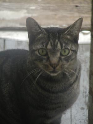 tigger